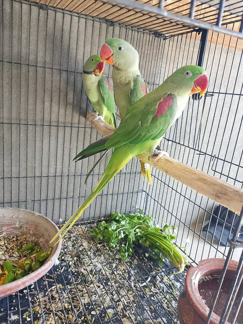 Parrot For sale / Green Parrot / Parrot pair / Talking Parrot / Tota 0