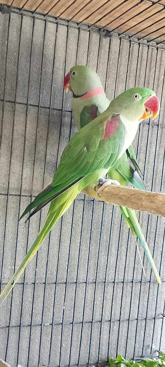 Parrot For sale / Green Parrot / Parrot pair / Talking Parrot / Tota 1