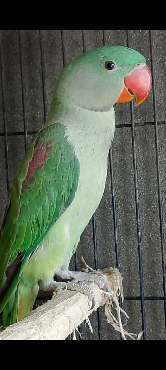 Parrot For sale / Green Parrot / Parrot pair / Talking Parrot / Tota 2