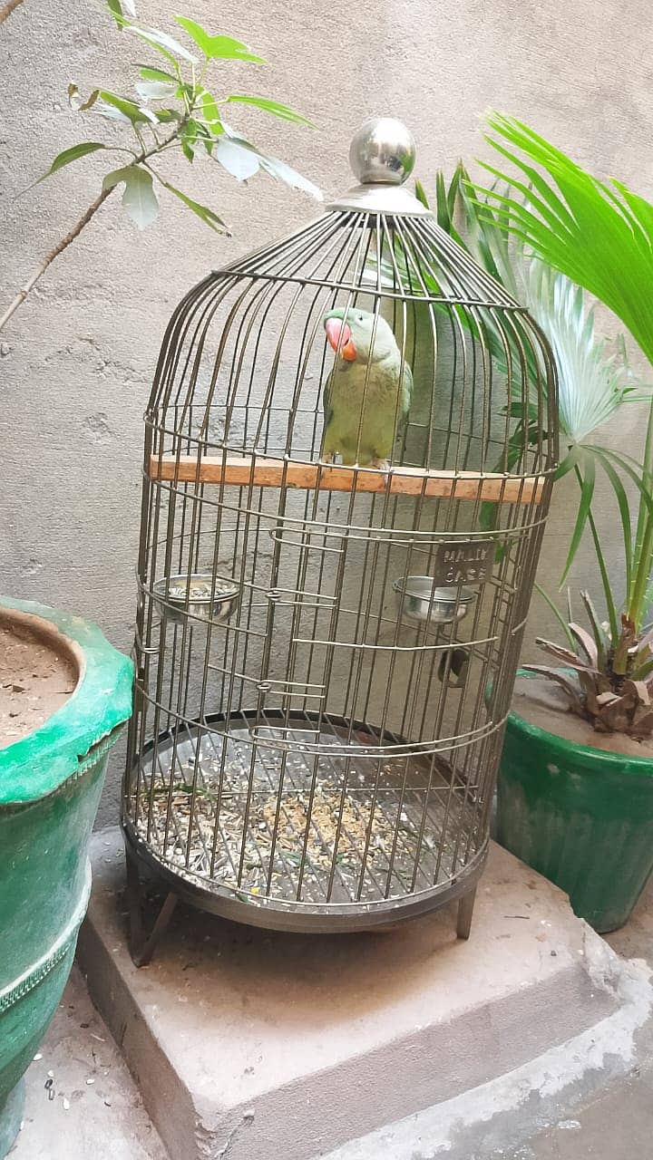 Parrot For sale / Green Parrot / Parrot pair / Talking Parrot / Tota 3