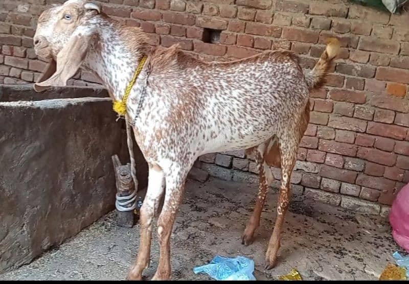 Pure makhi chena breeder quality ma heavy bakra ha 1