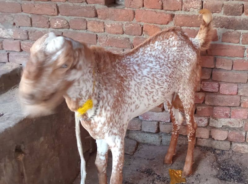 Pure makhi chena breeder quality ma heavy bakra ha 2