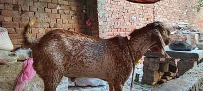 Pure makhi chena breeder quality ma heavy bakra ha 0