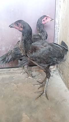 Black Ankh Black Nok Black Nali Pair For Sale