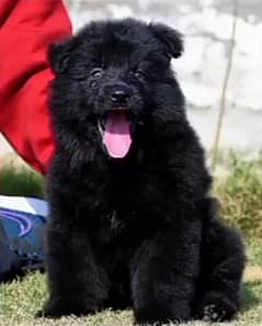 black German shepherd puppy full long coat show class pappy