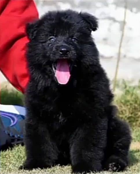 black German shepherd puppy full long coat show class pappy 0