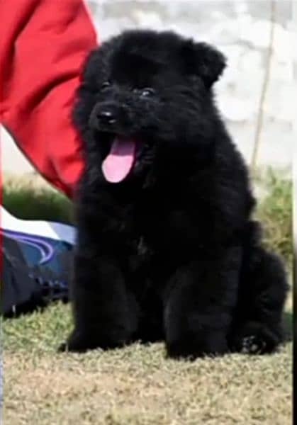 black German shepherd puppy full long coat show class pappy 1