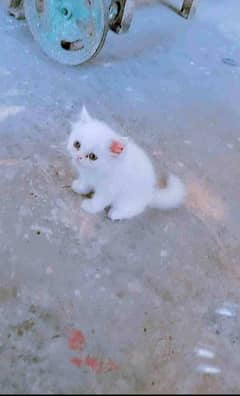 parsian cat for sale 0