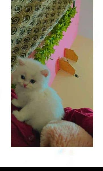 parsian cat for sale 1