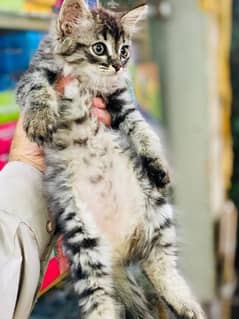 parsian female kittens