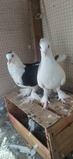 breeding pair hai funcy