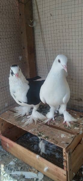 breeding pair hai funcy 1