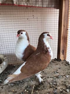 lal sherazi breeder pair with 2 chicks