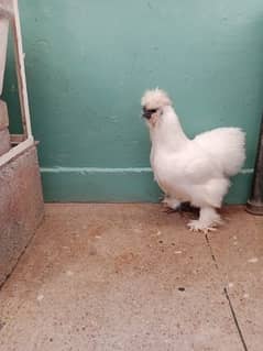 white silkie