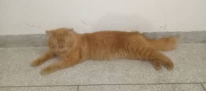 Brown double coat male cat