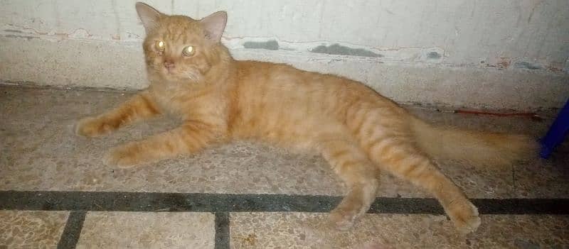 Brown double coat male cat 1