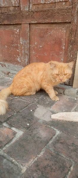 Brown double coat male cat 5