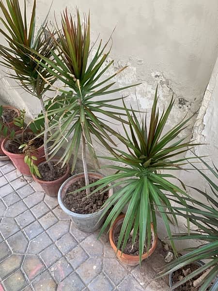 plants 2