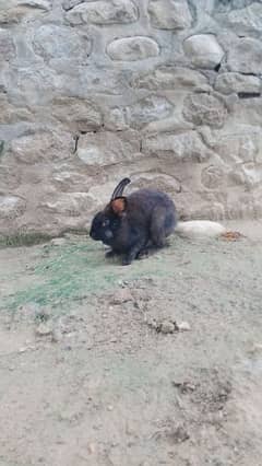 Australian Rabbit baby