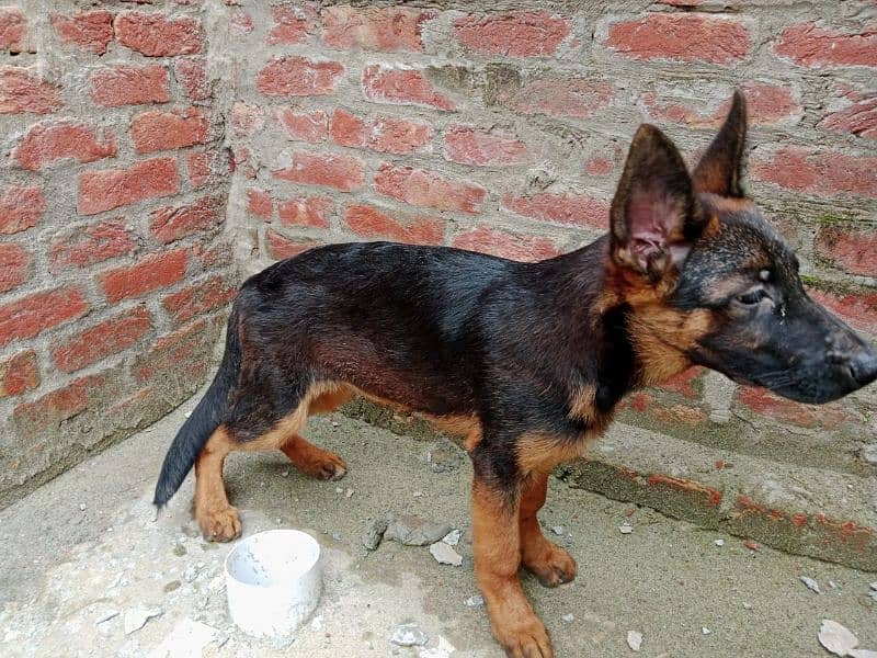 German shepherd puppies | Pair| black n tan| 4 months 1