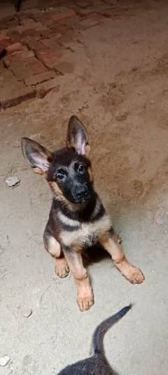 German shepherd puppies | Pair| black n tan| 4 months