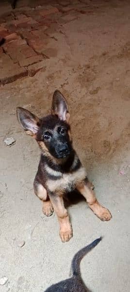 German shepherd puppies | Pair| black n tan| 4 months 0