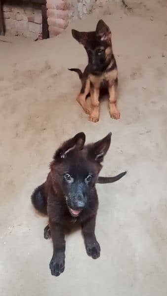 German shepherd puppies | Pair| black n tan| 4 months 2