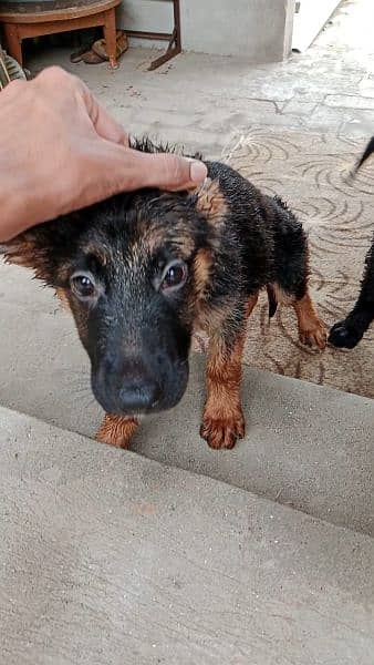 German shepherd puppies | Pair| black n tan| 4 months 4