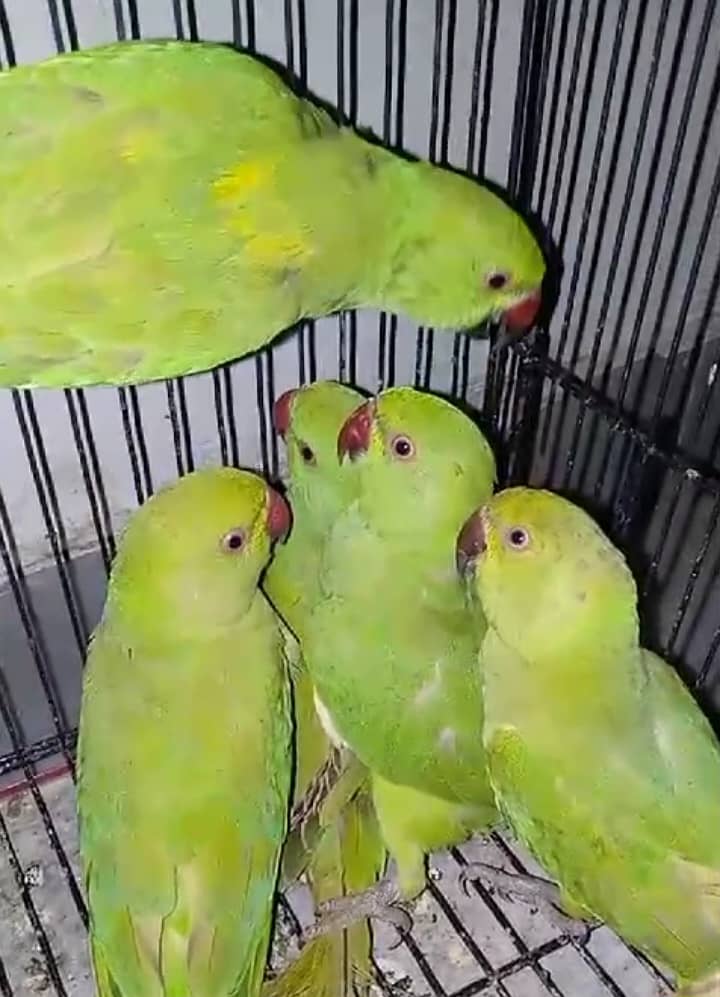 Parrot for Sale 1