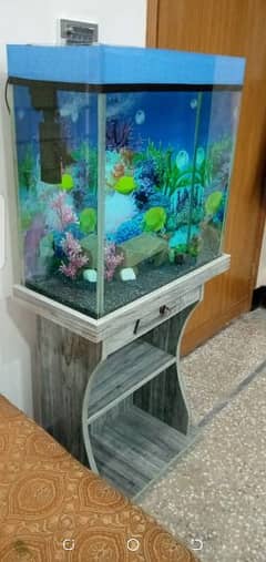 2x2ft fish aquarium