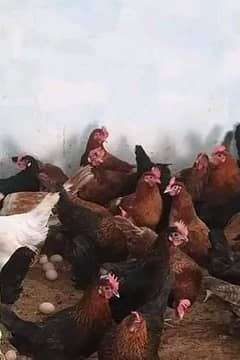 Golden Desi eggs wali hen for sell