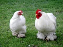 Bentum hens