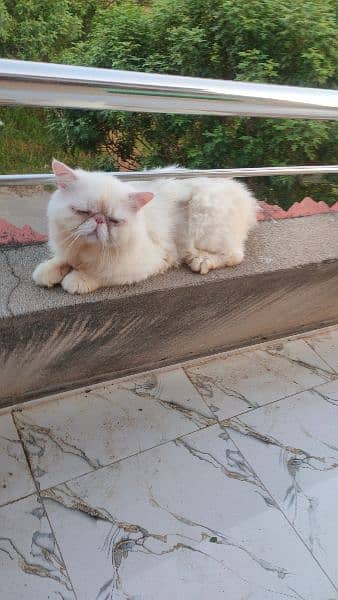 persian peke stud male 2