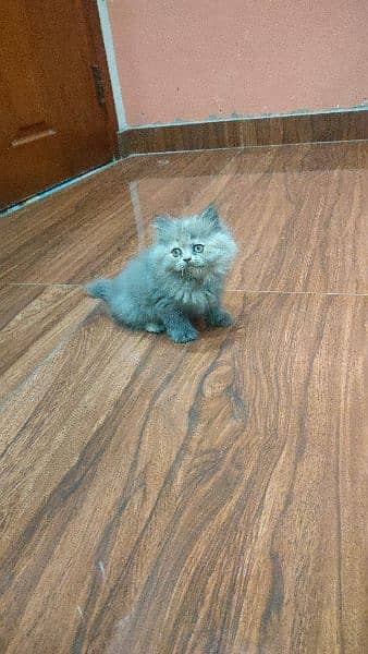 persian peke stud male 6