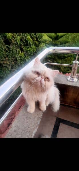 persian peke stud male 11