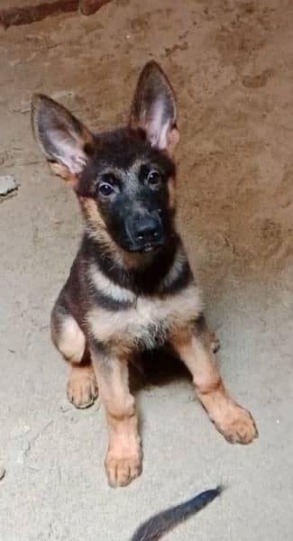 German shepherd puppies | Pair| black n tan| 4 months 5