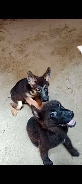 German shepherd puppies | Pair| black n tan| 4 months 7