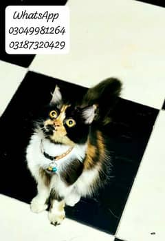 Pure persian female calico colour punch face cfa peke/piki bloodline