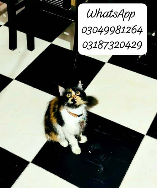 Pure persian female calico colour punch face cfa peke/piki bloodline 1