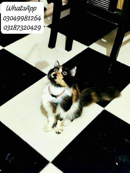 Pure persian female calico colour punch face cfa peke/piki bloodline 3