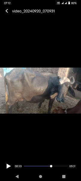 buffalo for sale 4