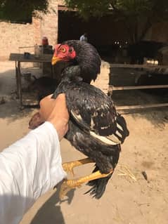 Aseel Chicks for sale age 4 to 5 months