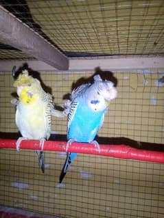 Hogoromo Pair Double Flower Red Eye Female Black eye Male Breeder pair