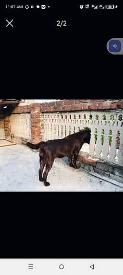 chocolate female Labrador