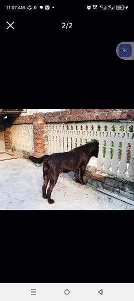 chocolate female Labrador 0