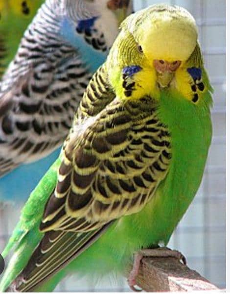 parrots are available for sale in a very reasonable price. 1