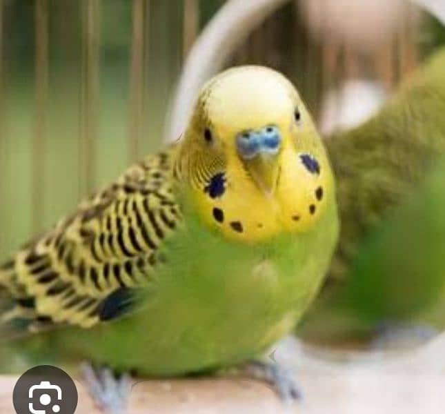 parrots are available for sale in a very reasonable price. 2