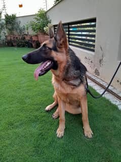 Female German Shephard for sale