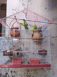 Selling Australian Parrots with cage