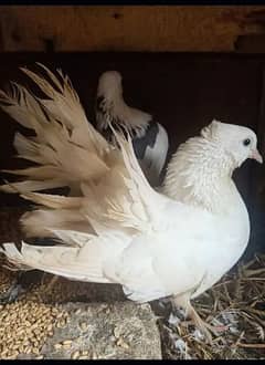 Lakka Fancy pigeons breeder Pair Whatsapp 0313-4098531 0